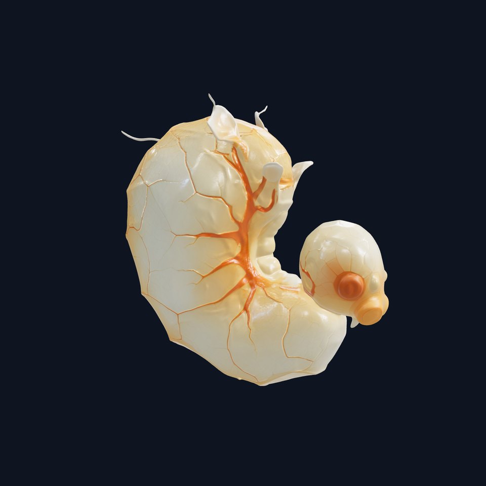Embryo Model Pack with Detailed Anatomy
